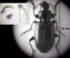 Agonum viduum